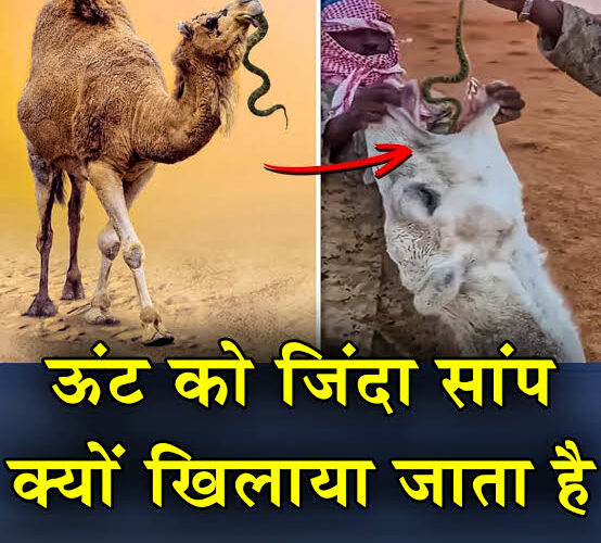 क्या आप जानते है रेगिस्तान का जहाज कहे जाने वाले ऊंट को जिंदा सांप क्यों खिलाया जाता है?