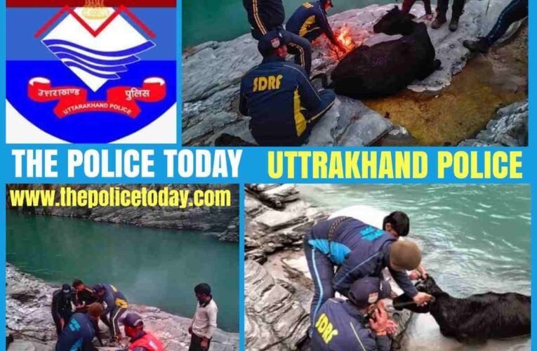 SDRF team Uttarakhand became the protector to save life of drowning cow in chamoli district.